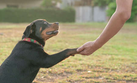 Dog paw holding onto a human hand. Close up view.