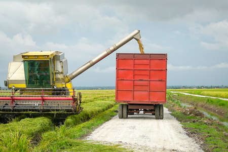 Paddy crops falling onto cargo truck after harvest, to be transported to the rice mill.の写真素材