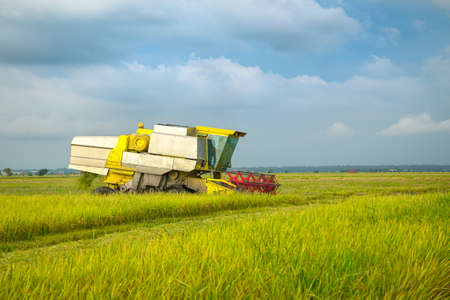 Landscape of paddy field with machine harvesting its crops. Agriculture concept.の写真素材