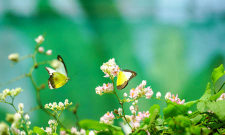 Beautiful yellow butterflies in flight and pink creeper flowers in bloom with green leaves. Spring and nature background concept. Copy space.の写真素材