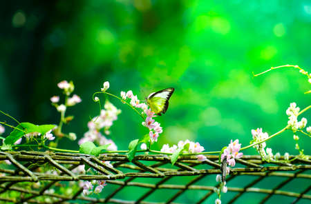 Beautiful yellow butterfly in flight and pink creeper flowers in bloom with green leaves. Spring and nature background concept. Copy space.の写真素材