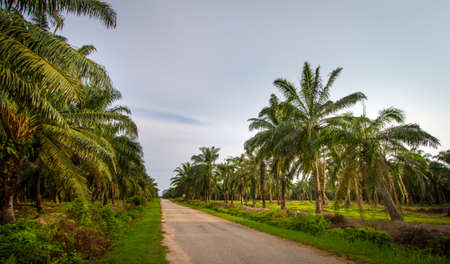 Palm oil plantation landscape.