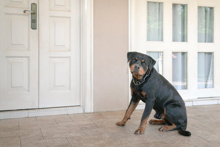 Rottweiler dog sitting outside house door, act as guard dog for home security.の写真素材