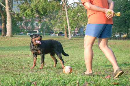 Man playing with pet dog in the field. Lifestyle, dog training and play time concept.の写真素材