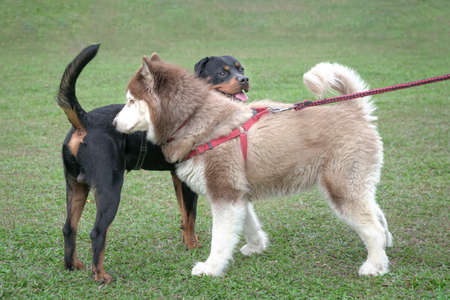 Rottweiler and Alaskan Malamute dogs in the field. Dog socializing concept.