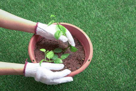Woman gardener planting vegetables in a pot. Healthy living concept. Top view.