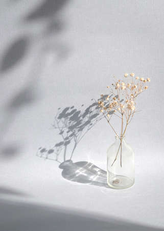 Dried Baby breath flowers in a vase with foliage shadow. Minimal summer mock-up template with copy...