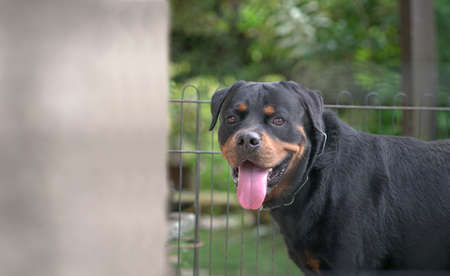Dog Rottweiler portrait behind fence. Guard dog or security concept.の写真素材