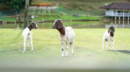 Nubian goats in a farm and green meadow setting.の写真素材