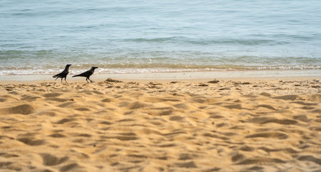 Two birds on sandy beach, minimalist, copy space. Nature background concept.の写真素材