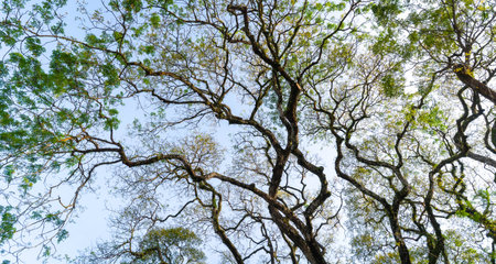 Tree with branches and leaves. Against blue sky background.の写真素材