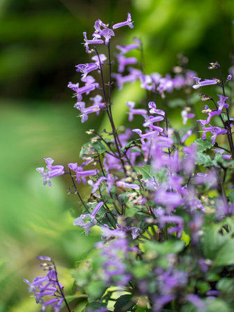 Beautiful Mona Lavender flowers, soft focus.の写真素材