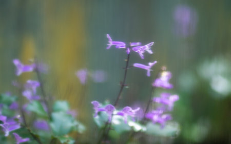 Mona Lavender flower soft focus. Nature background.の写真素材