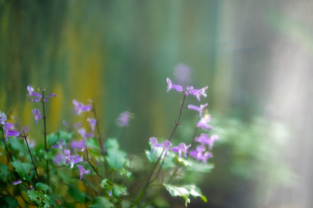 Purple Lavender flowers, soft blur with copy space. Dreamy and magical.