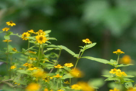 Beautiful garden with yellow flowers, copy space.