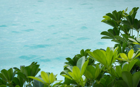 Green plants with blue pool water background. Copy space.の写真素材