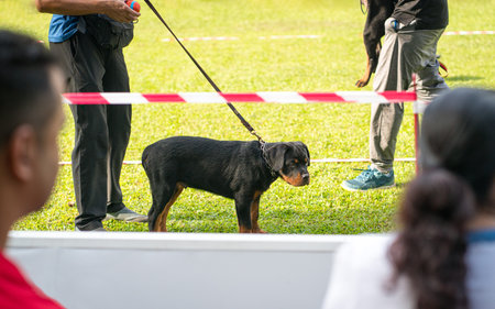 Rottweiler dog show, outdoor. Puppy with handler on the field.の写真素材