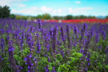Purple color Salvia flower farm.