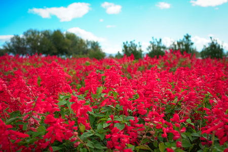 Large red Salvia flower farm. Against blue sky.の写真素材