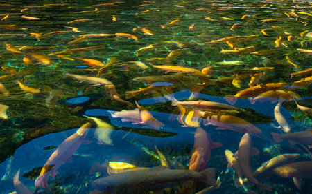 Group of koi fish in the pond.の写真素材