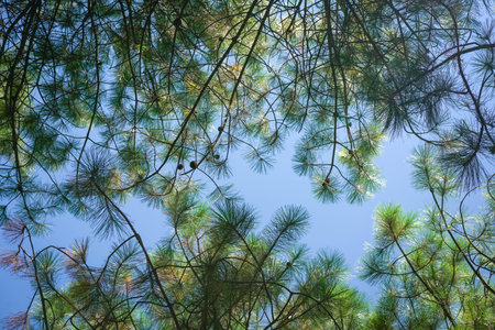 Casuarina tree with fruit, low angle view.