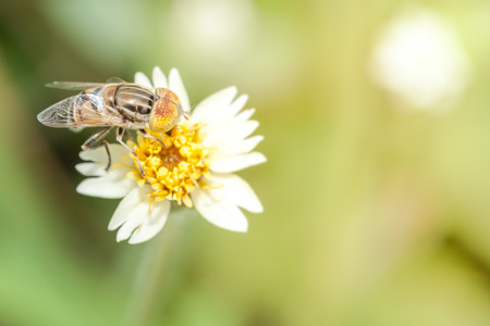 Bee smelling grass morningの写真素材