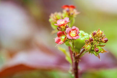 Little red flower after rain.selective focus.