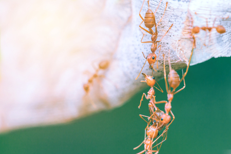 Ant bridge unity.selective focus.の写真素材