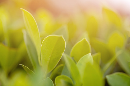 Closeup nature view of green leaf on blurred greenery background in garden with copy space