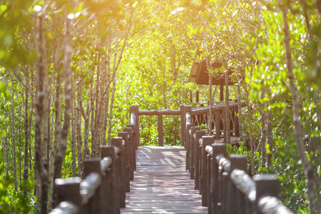 The walkway at the wood bridge in the forest.selective focus.の写真素材
