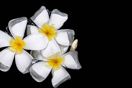 Flowers of plumeria in the water surface. Water fluctuations copy-space. Spa concept backgroundの写真素材