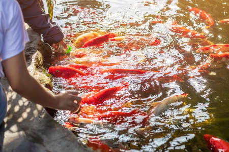 woman's hand holding bottle of milk and feeding food to the colorful carp fish in farm. selective focus.の写真素材