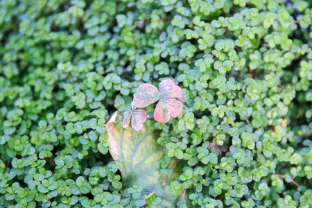 Three leaf clover