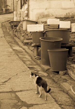 alley cat in shantytown in Seoul, Koreaの写真素材