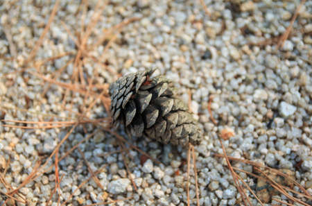 pine cone on the ground