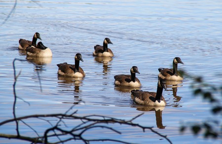 Canada goose swimming in a lake on Summerの写真素材