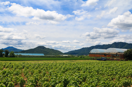 Landscape of Korean farmland in summerの写真素材