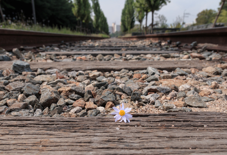 flower on the railway in Seoul, Koreaの写真素材