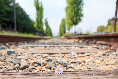 flower on the railway in Seoul, Koreaの写真素材