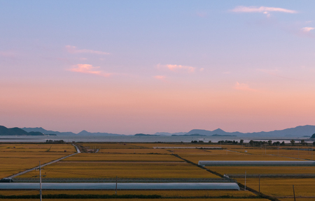 Golden ripe rice field at sunsetの写真素材