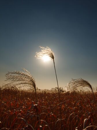 Reeds field in haneul park (sky park, one of the worldcup park in Seoulの写真素材