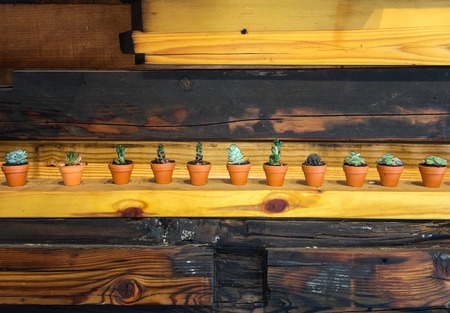 Various type of succulent cactus flowering plant pots lined upの写真素材