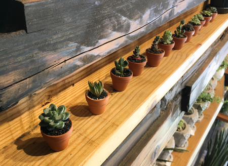 Various type of succulent cactus flowering plant pots lined upの写真素材