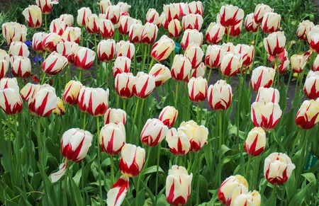 colorful and beautiful tulips in the parkの写真素材