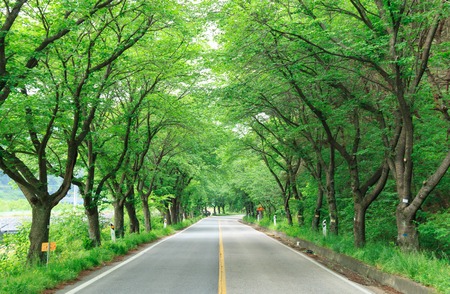 Asphalt road through the deep forest in South Koreaの写真素材