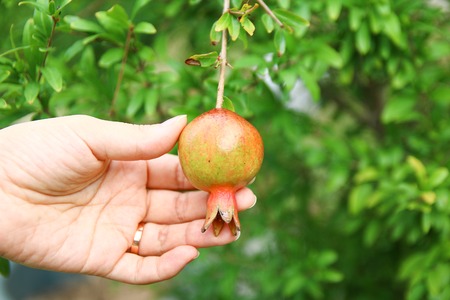 Pomegranate tree in autumn sunny day, with ripe fruits on the branchesの写真素材