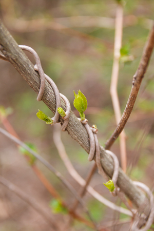 Young sprout in the forest in spring timeの写真素材