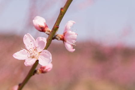 peach blossom on a spring say (peach flower, pink flower)の写真素材