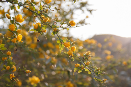 Yeloow flowers of Kerria japonica or winter jasmine in the morning sunshine. (Japanese Kerria)の写真素材