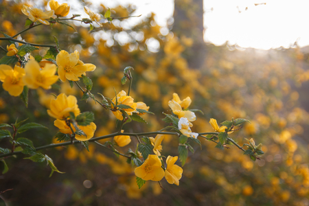 Yeloow flowers of Kerria japonica or winter jasmine in the morning sunshine. (Japanese Kerria)の写真素材